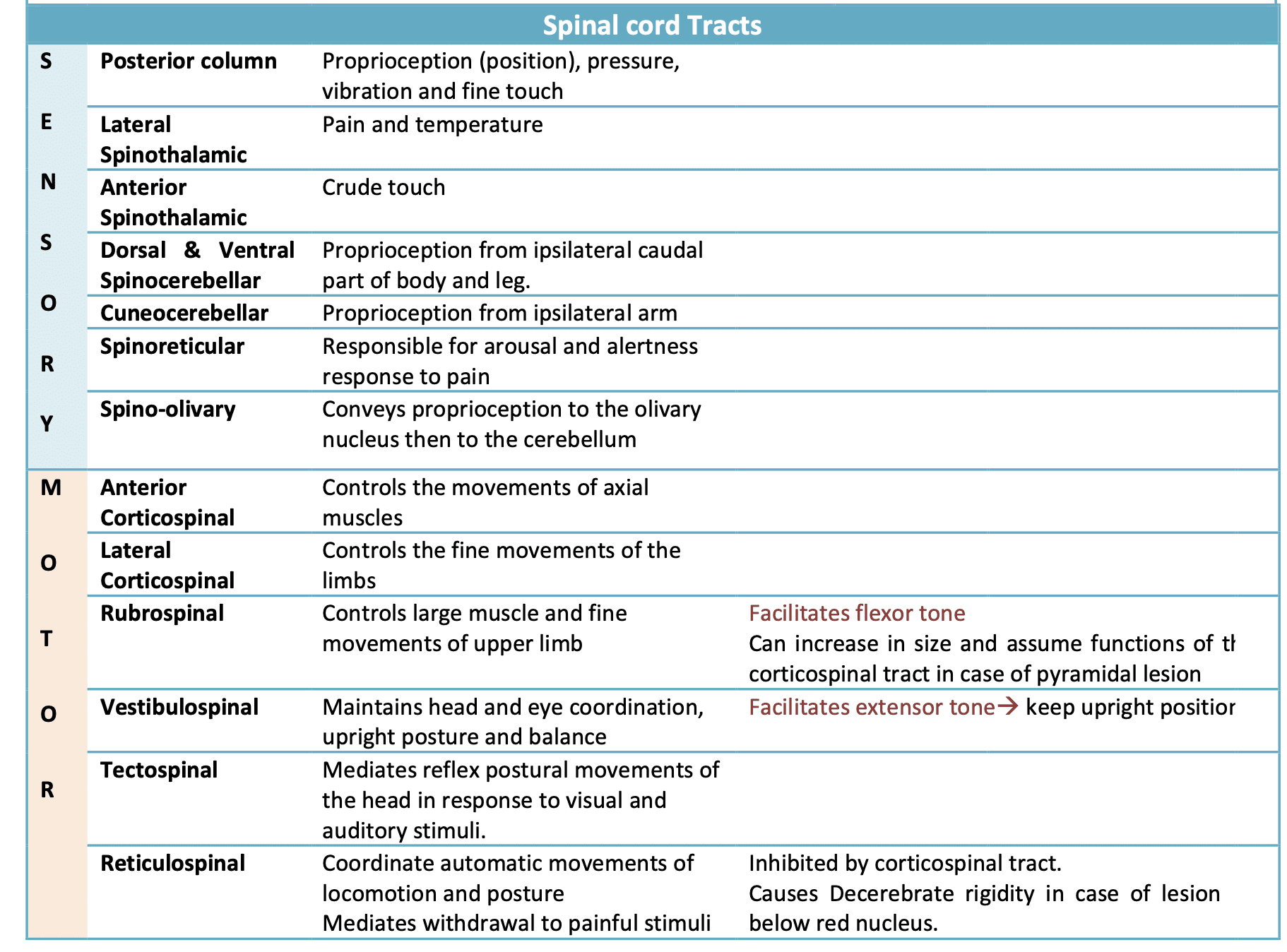 Spinal cord tracts